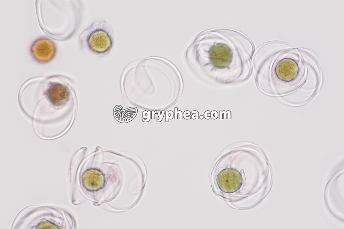 Grande Prêle - Spores avec leurs élatères x100 - gryphea.org